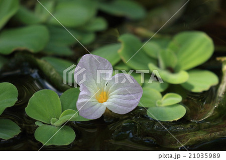 自然 植物 ミズオオバコ 薄紅色の美しい花 沈水性のため写っている葉はボタンウキクサですの写真素材 自然 植物 ミズオオバコ 薄紅色の美しい花 沈水性のため写っている葉はボタンウキクサですの写真素材