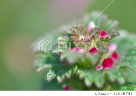 春の草花　ホトケノザ 21036745