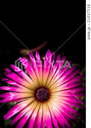 ガザニア 21037518