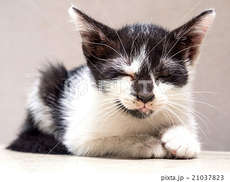 Cute black and white kitten on white floor Cute black and white kitten on white floor 21037823