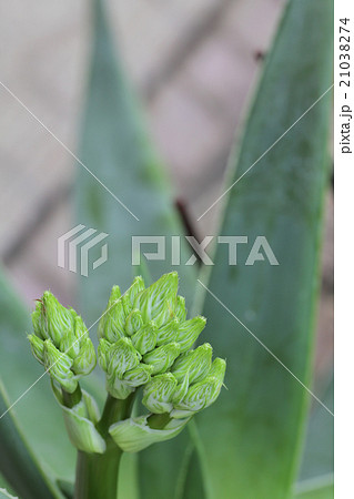 ジコウニシキ・多肉植物の花の蕾 ジコウニシキ・多肉植物の花の蕾 21038274