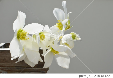 白いクリスマスローズ 白いクリスマスローズ 21038322