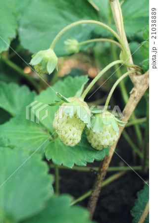 Fresh strawberries in the garden Fresh strawberries in the garden 21038889