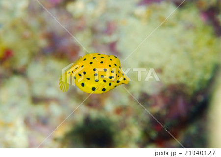 最新ハコフグ 幼魚 最高の花の画像