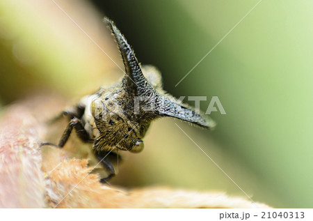 Close up Aphids,Strange treehopper Close up Aphids,Strange treehopper 21040313