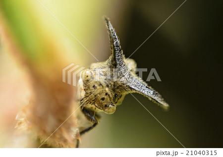 Close up Aphids,Strange treehopper 21040315