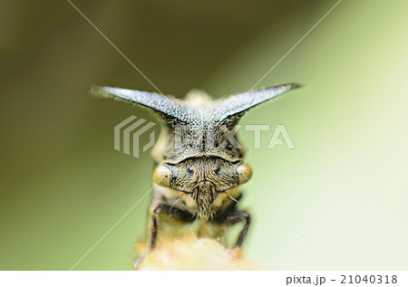 Close up Aphids,Strange treehopper Close up Aphids,Strange treehopper 21040318