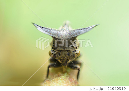 Close up Aphids,Strange treehopper Close up Aphids,Strange treehopper 21040319