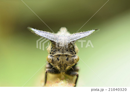 Close up Aphids,Strange treehopper Close up Aphids,Strange treehopper 21040320