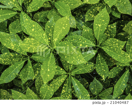 green Pothos texture background green Pothos texture background 21040487