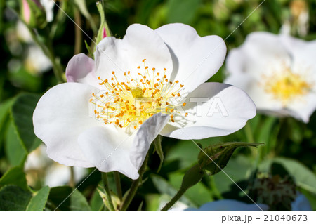 White rose White rose 21040673