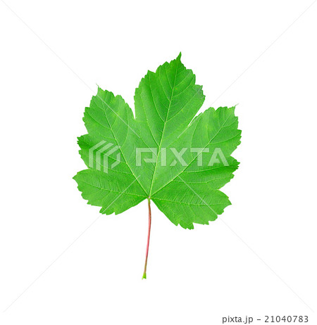 Beautiful green leaf isolated on white Beautiful green leaf isolated on white 21040783