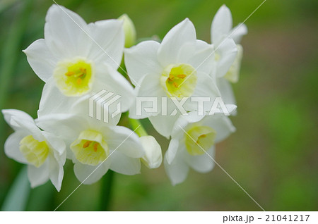白い水仙の花(クローズアップ) 白い水仙の花(クローズアップ) 21041217