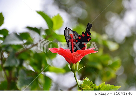 ハイビスカスとあげは蝶 21041346