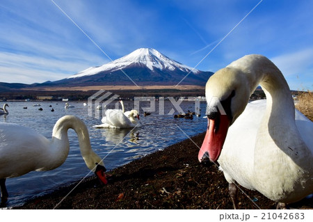 富士山と白鳥 21042683