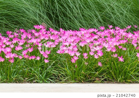 Pink rain lily flower 21042740