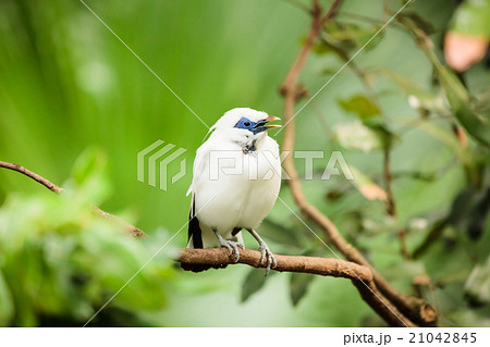 White exotic bird on a branch White exotic bird on a branch 21042845