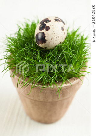 Quails egg on grass Quails egg on grass 21042930