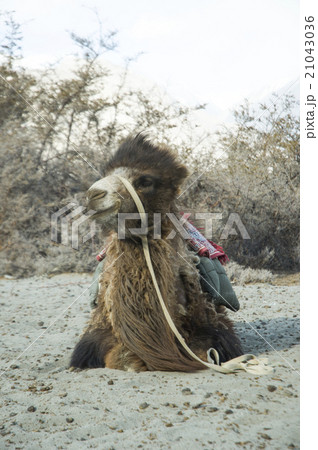 camel in Nubra valley, Leh 21043036