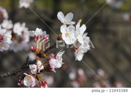 桜 桜 21043389