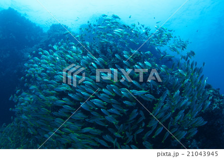 キンセンフエダイ キンセンフエダイ 21043945