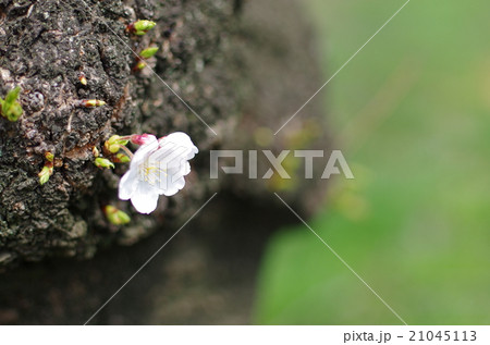 桜 21045113