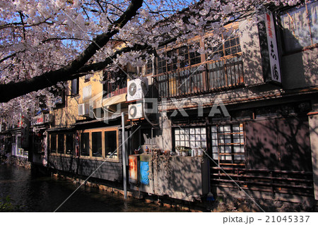 高瀬川沿いの飲み屋街と桜 高瀬川沿いの飲み屋街と桜 21045337