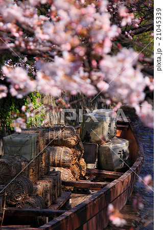 桜が咲き乱れる一之船入跡の春 桜が咲き乱れる一之船入跡の春 21045339