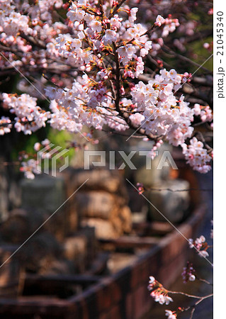 桜が咲き乱れる一之船入跡の春 21045340