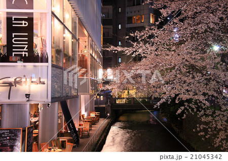 高瀬川の夜桜ライトアップ 21045342