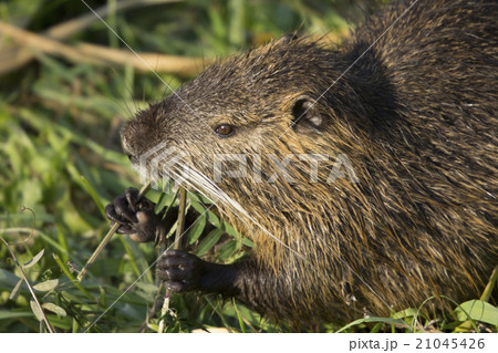ヌートリア 21045426
