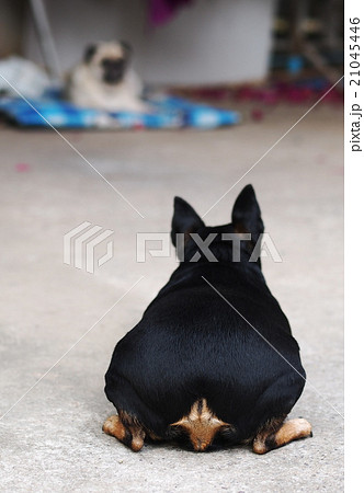 black fat cute lovely miniature pinscher dog black fat cute lovely miniature pinscher dog 21045446