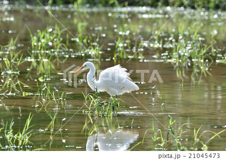 水田を歩くチュウサギ 21045473