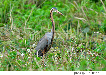 ムラサキサギ 21045480