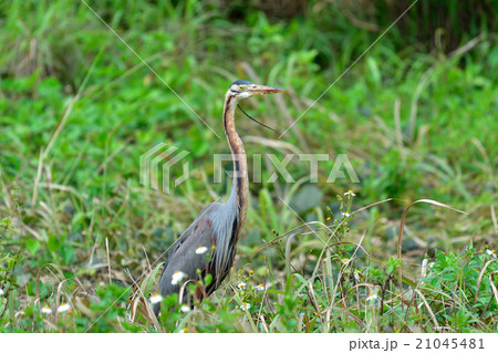 ムラサキサギ 21045481