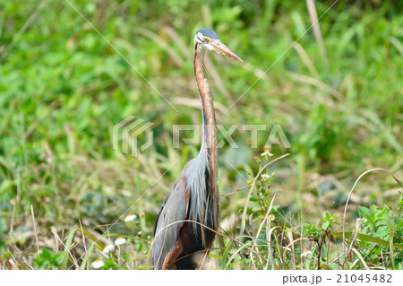 ムラサキサギ 21045482