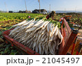 箱根大根の収穫 21045497