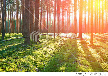 Sunrise in pine forest 21046190