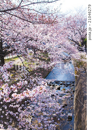 西宮 苦楽園の桜 西宮 苦楽園の桜 21046279