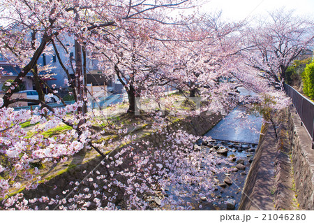 西宮　苦楽園の桜 21046280