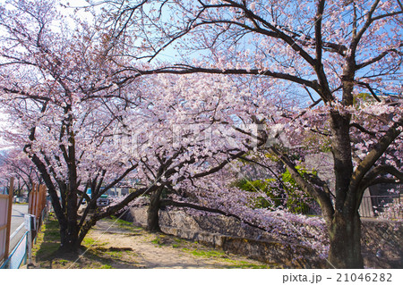 西宮　苦楽園の桜 21046282