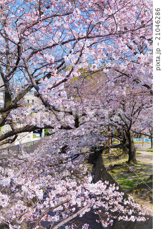 西宮　苦楽園の桜 21046286
