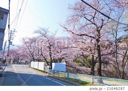 西宮　苦楽園の桜 21046287