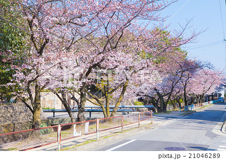 西宮 苦楽園の桜 西宮 苦楽園の桜 21046289