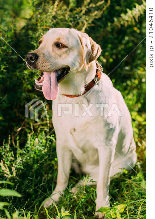 Happy White Labrador Retriever Dog Sitting In 21046410
