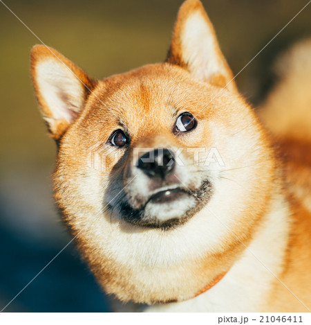 Close Up Of Beautiful Funny Young Red Shiba Inu 21046411