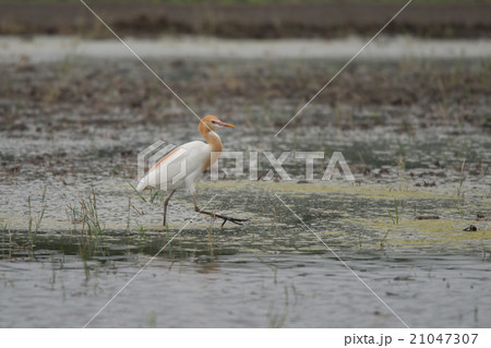 亜麻色が綺麗なアマサギ 21047307
