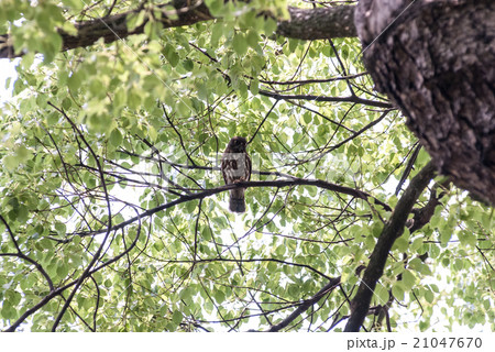 アオバズク アオバズク 21047670