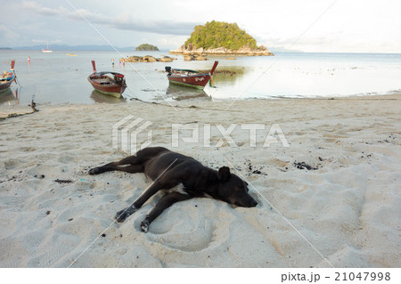 ビーチの砂浜で寝そべる犬 21047998