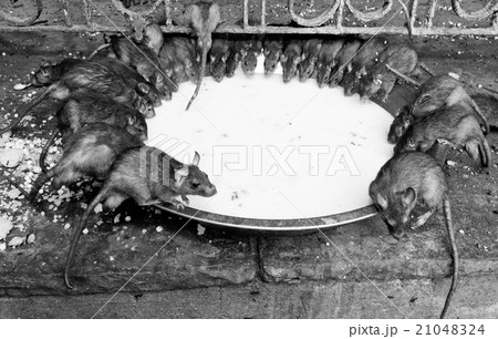 rat temple, BIkaner 21048324